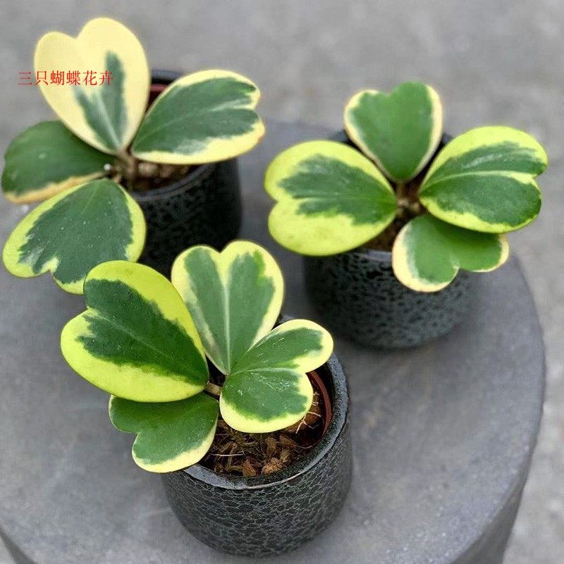 心叶球兰心型叶片爬藤球兰锦会开花攀藤垂吊植物花卉盆栽美观好养