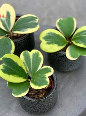 心叶球兰心型叶片爬藤球兰锦会开花攀藤垂吊植物花卉盆栽美观好养