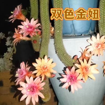 新款双色金妞迷你仙人柱高档沙漠植物进口垂钓金妞阳台防辐射