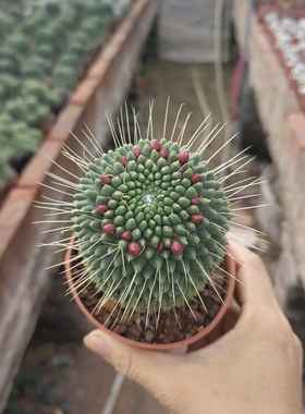 多头白珠仙人球多肉植物开花爆满紫色花长白刺家居办公观赏多肉盆
