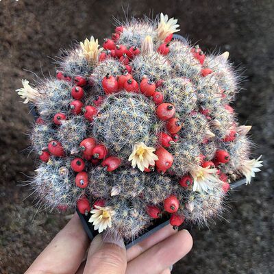 多头松霞仙人球乳突球属易开花易爆崽沙生多肉植物室内盆栽好养