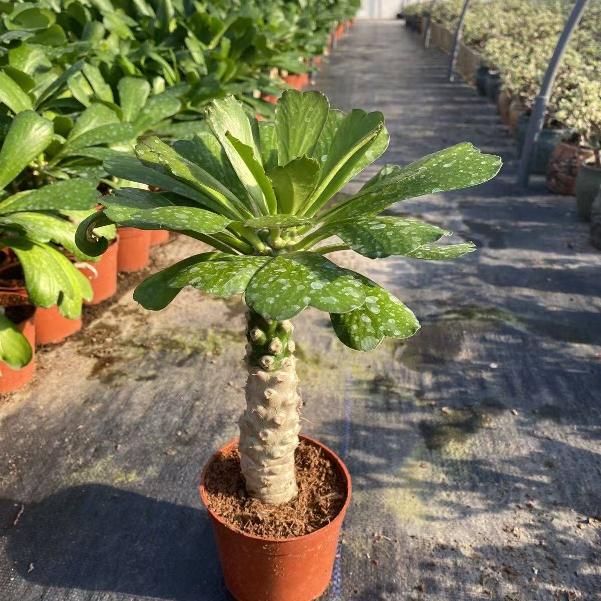 大型户外沙漠植物供应贝信麒麟扇贝麒麟大戟科属仙人掌盆栽