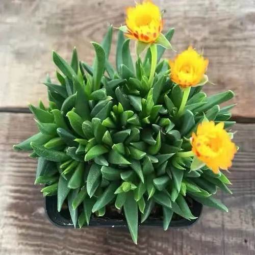 黄花照波多肉植物开花神奇新手易养肉肉室内美观奇趣盆栽