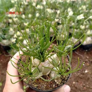 开花特有奶油香味小苍角殿哨兵花球茎多肉植物香水兰百合科肉肉