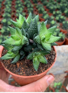 九轮塔九龙塔多肉植物十二卷属新手好养肉肉花卉组合小盆栽防辐射
