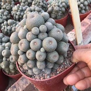 精选橙宝山仙人球开花多肉植物无刺不扎手子孙球室内阳台防辐射