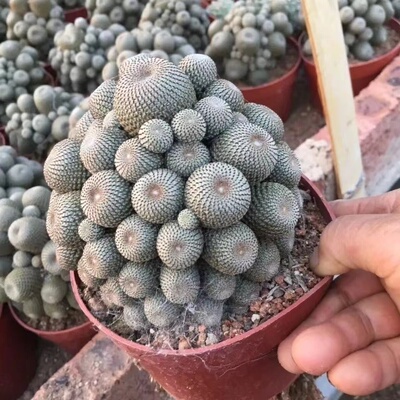 无阳台容易防辐射橙宝山好看植物