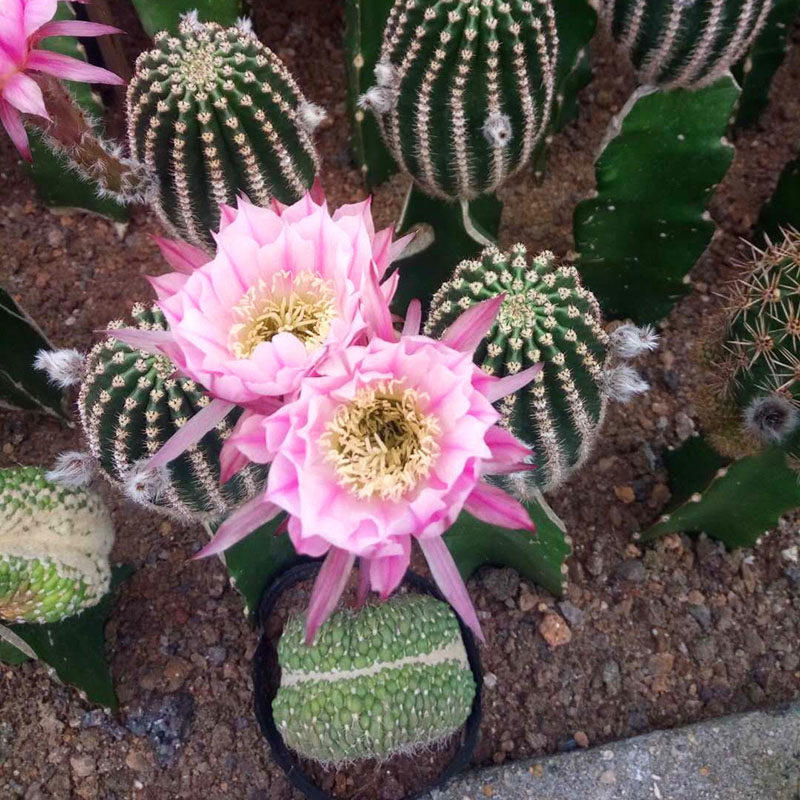 精选新品【粉花黑金刚】仙人球开大花仙人掌非黑金刚花卉盆栽