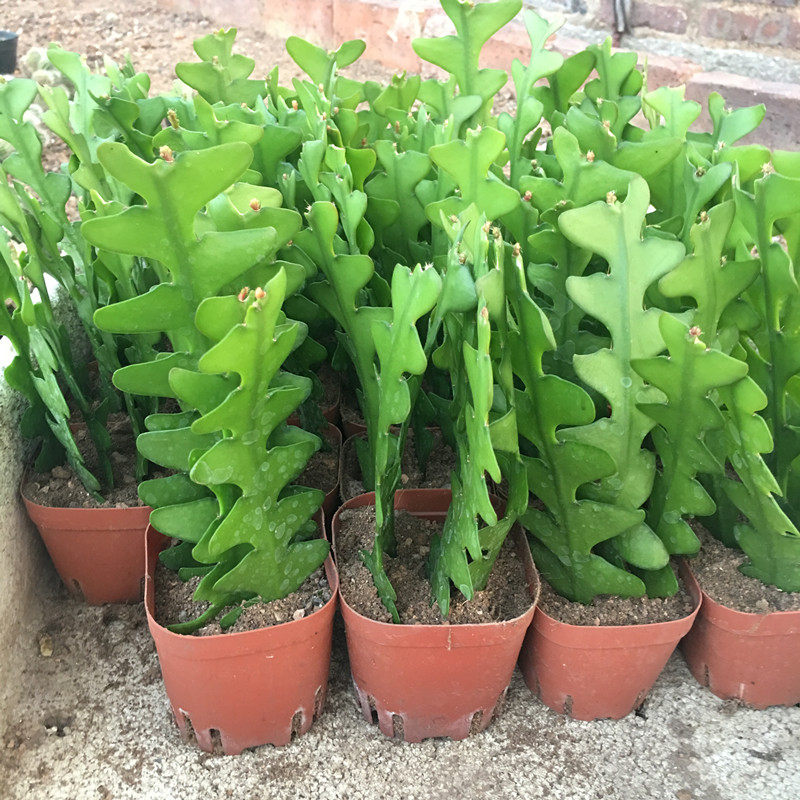 鱼骨令箭荷花多肉植物卷叶锯齿姬昙花仙人掌室内盆栽花卉,鲜花速递/花卉仿真/绿植园艺,多肉植物,淘宝优惠券,粉丝福利购,淘宝优惠卷