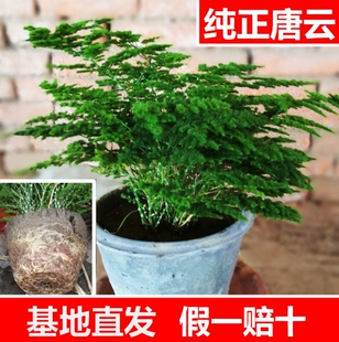 唐山云竹 原盆唐山矮云竹盆栽 矮文竹植物 矮生云竹 文竹球 包邮
