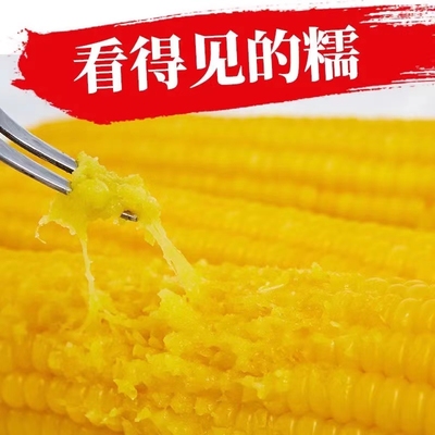 精品大棒东北黑龙江鲜粘玉米糯玉米10棒包邮黑龙江牡丹江宁安
