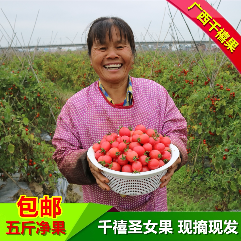 千禧圣女果现摘现发5斤包邮新鲜樱桃小番茄孕妇水果胜过海南陵水