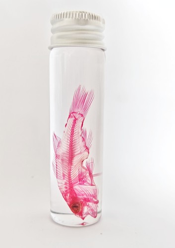 瓶装透明鲈鱼骨骼标本染色科普陈列生物课办公室摆件海洋