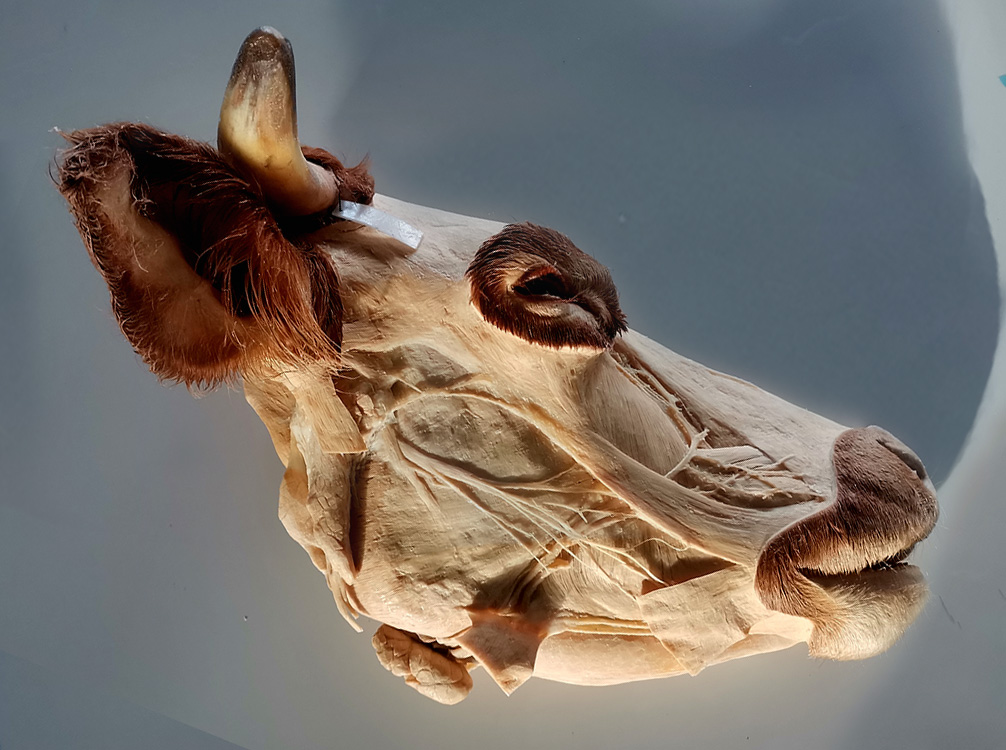 塑化标本技能提高规格提升