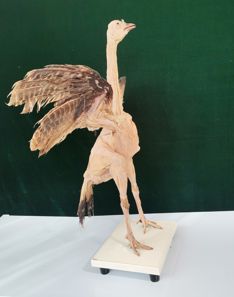 火鸡整体肌肉标本复活节陈设兽医教学培训技能提升知识学习收藏