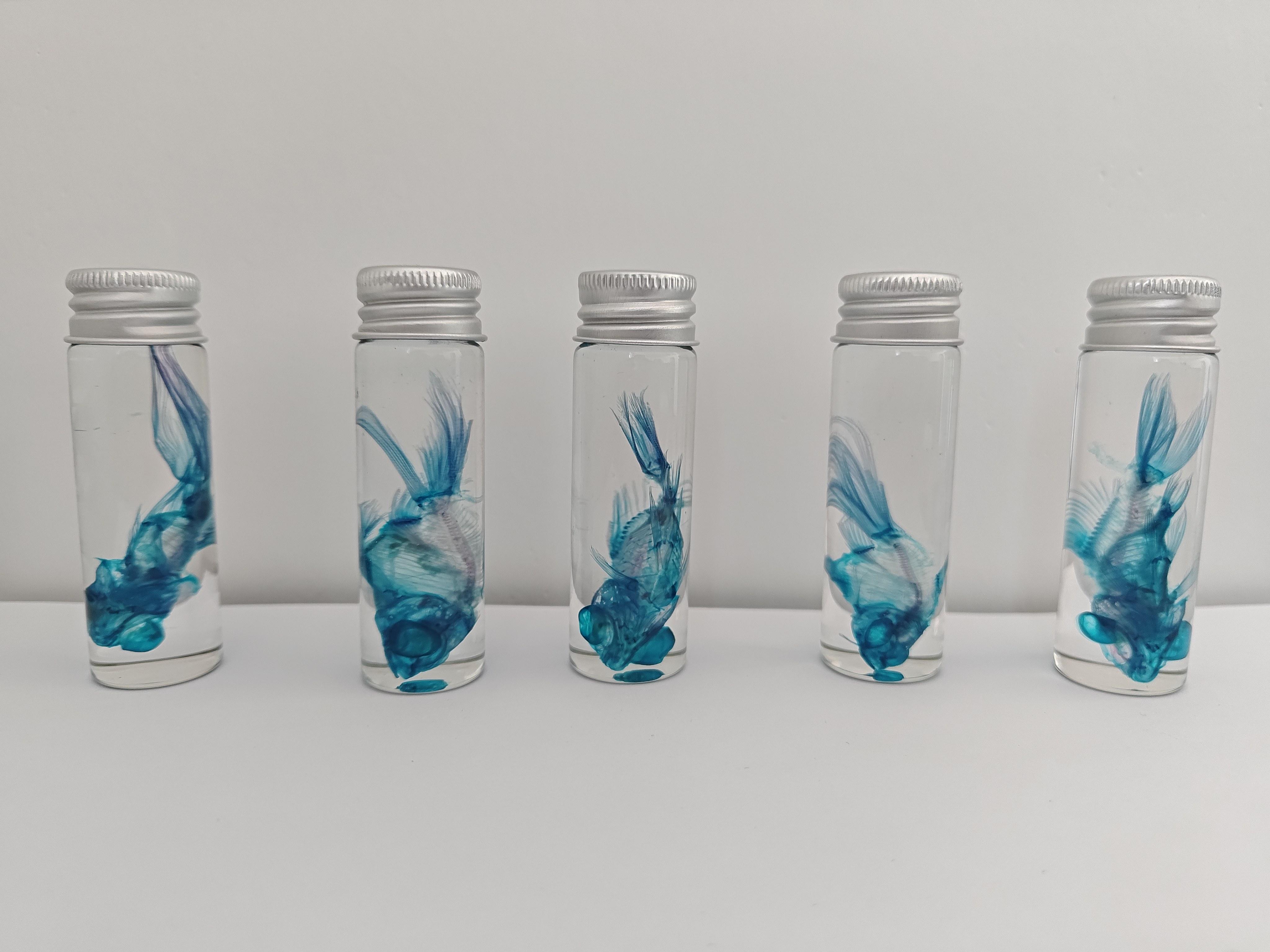 福利透明蓝色金鱼瓶装标本科普陈列生物课实验室摆件收藏伴手礼