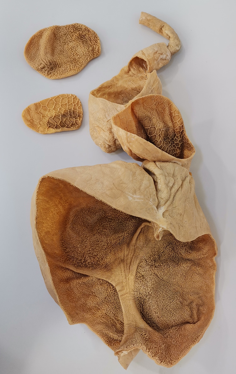 羊胃剖开塑化标本畜牧兽医宠物健康医学技能提高教学沟通收藏摆件