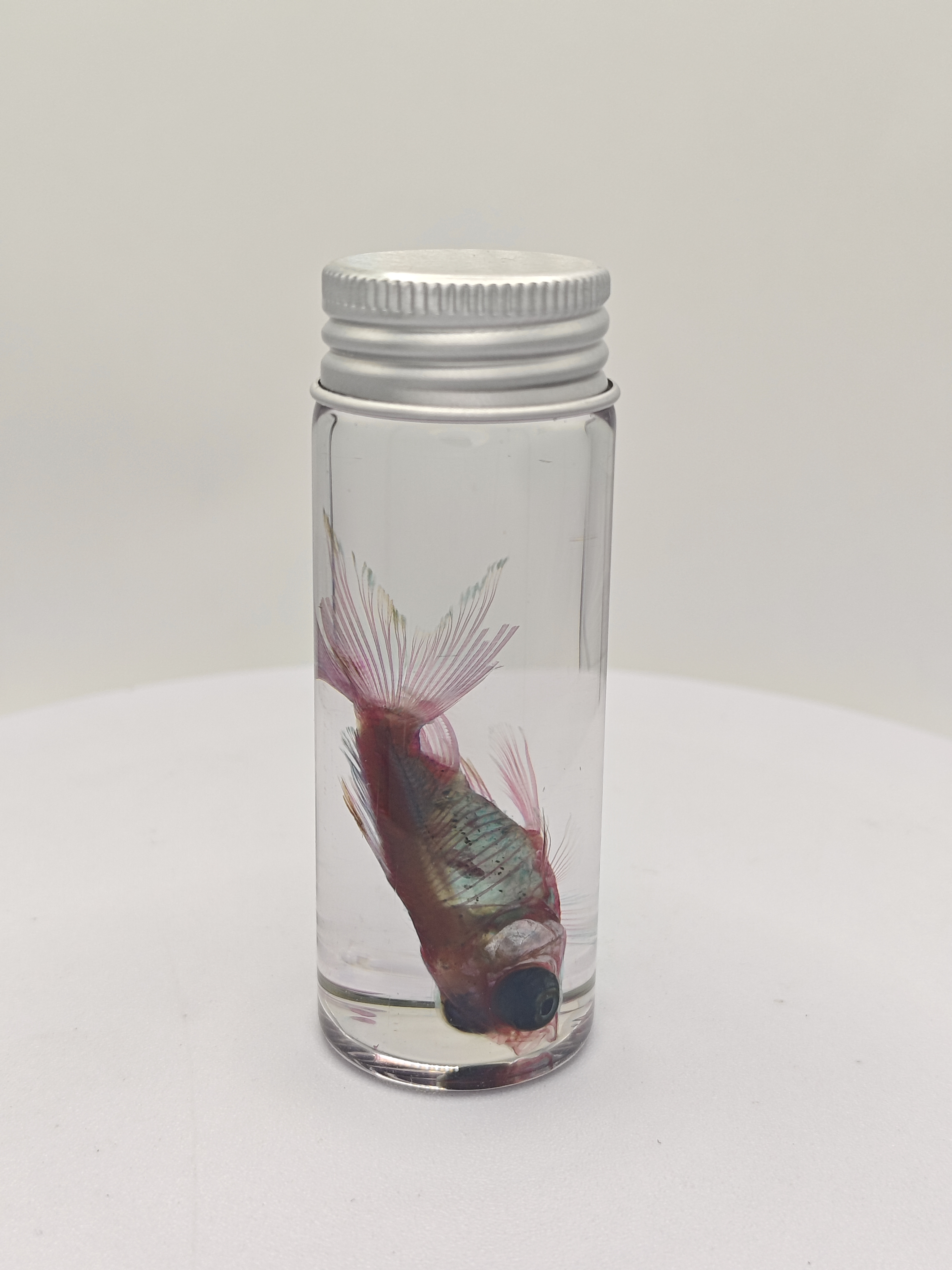 透明瓶装金鱼标本摆件染色个性礼品科普礼物陈列生物课办公室