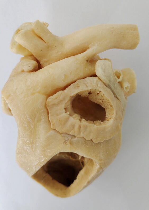 羊心脏开窗标本畜牧兽医教学标本生物科普陈列激发兴趣提高技能