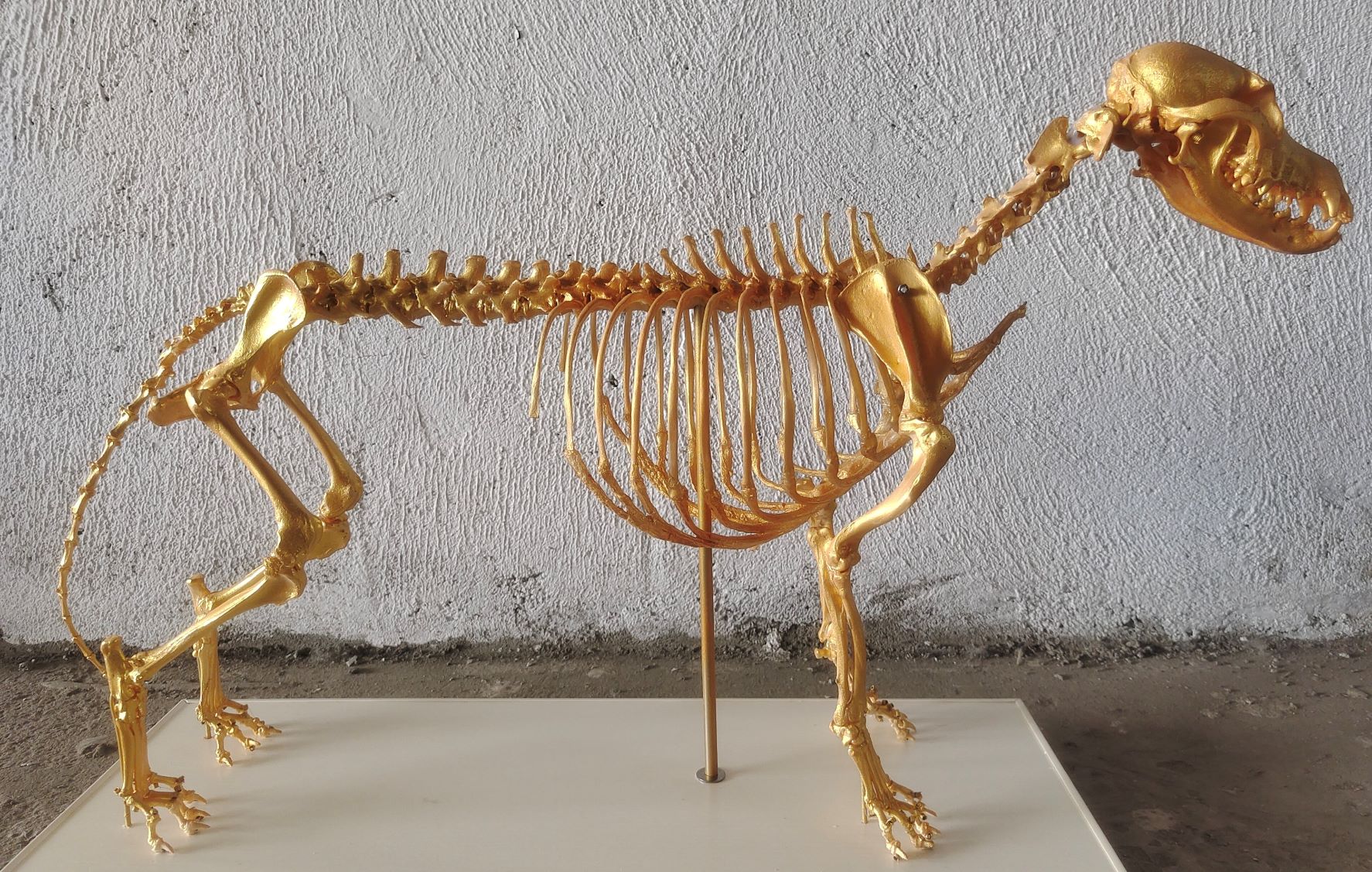 金色犬整体骨骼模型宠物医疗实验教学博物馆个人收藏骨科器械骨头