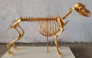 金色犬整体骨骼模型宠物医疗实验教学博物馆个人收藏骨科器械骨头