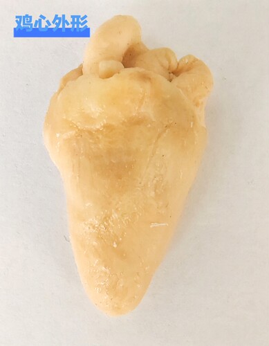 鸡心外形塑化标本科普课生物课教学教具技能提高激发兴趣