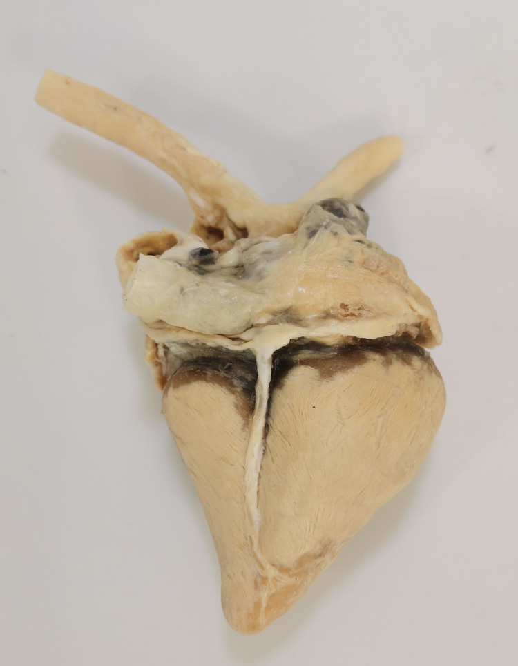 羊心脏外形畜牧兽医宠物健康医学技能提高教学沟通收藏摆件