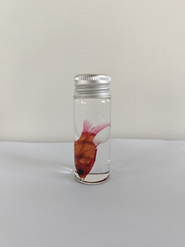 观赏鱼天竺鲷透明鱼骨骼标本染色科普陈列生物课办公室摆件海洋 - 封面