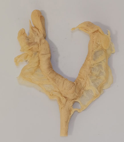 母犬内生殖系统狗子宫母犬内生殖系统塑化，让你的犬宠更健康！