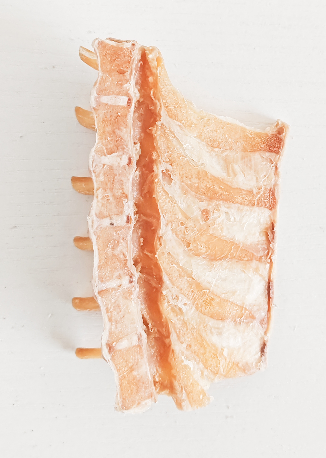 犬椎骨矢状切塑化标本动医宠物医生技能提高科普陈列生物课