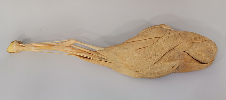 羊后肢浅层肌肉畜牧兽医宠物健康医学技能提高教学沟通收藏摆件