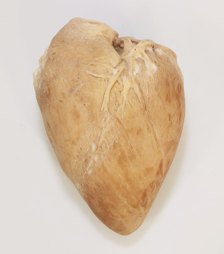 牛心脏瓣膜畜牧兽医宠物健康医学技能提高教学沟通收藏摆件