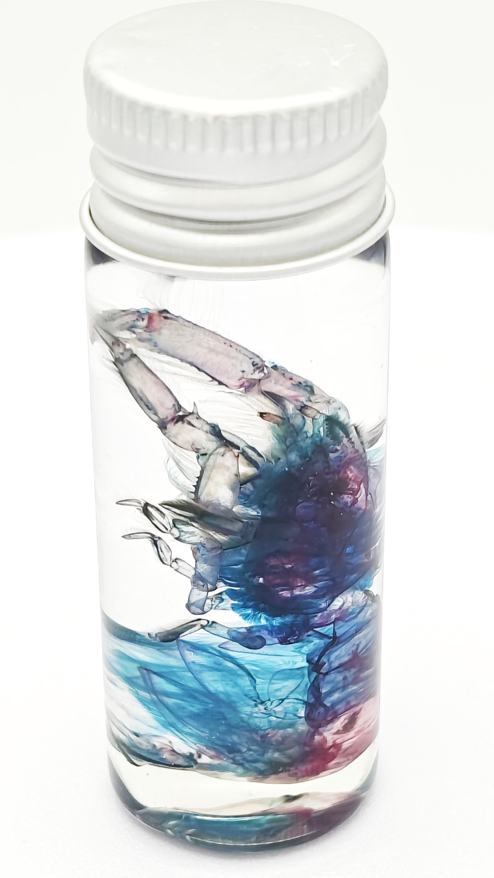 透明泸沽虾标本海洋生物科学创意展示礼物小挂饰瓶子摆件