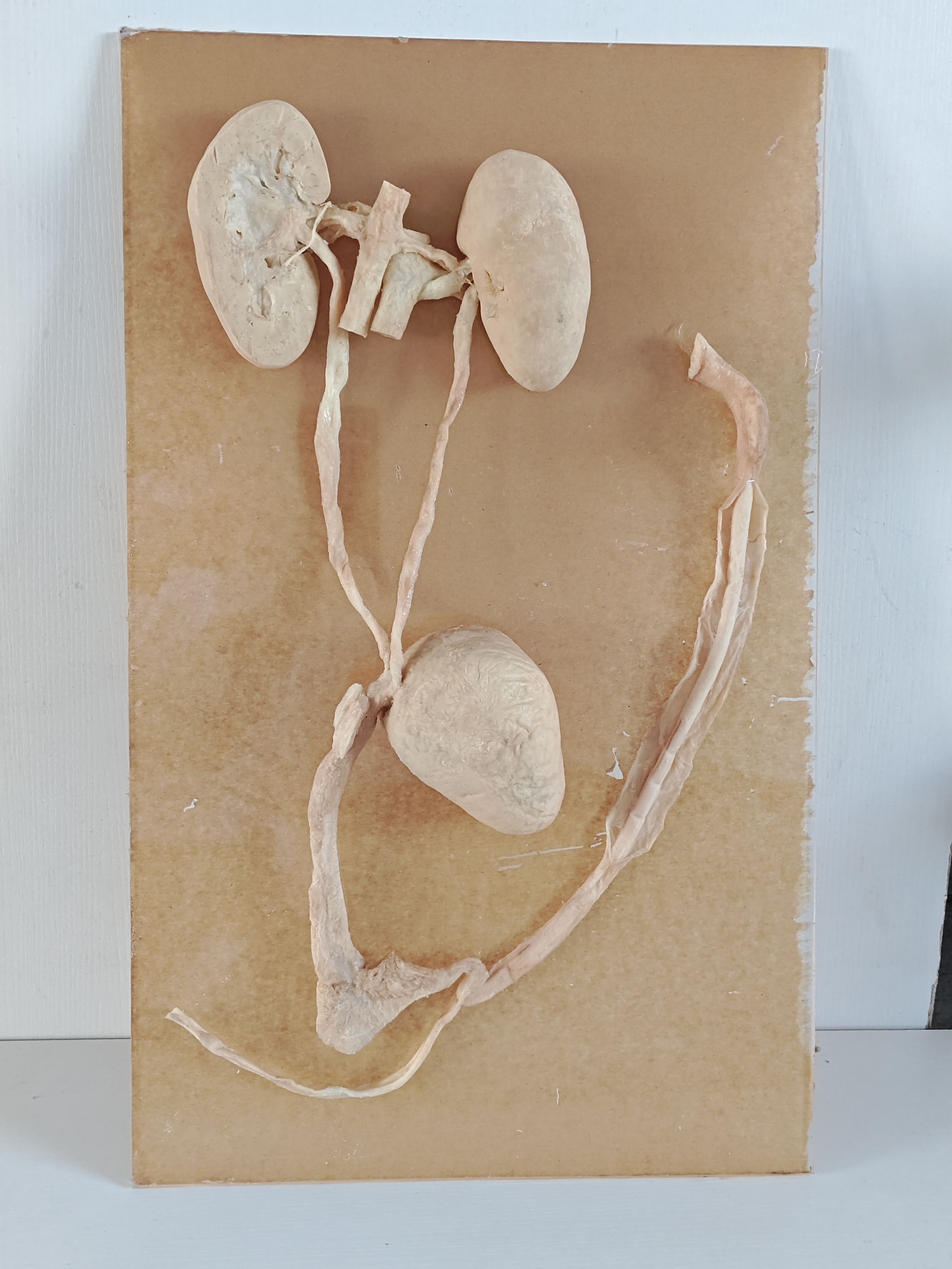 公猪泌尿生殖系统概观标本兽医教学科普陈列生物课提高技能