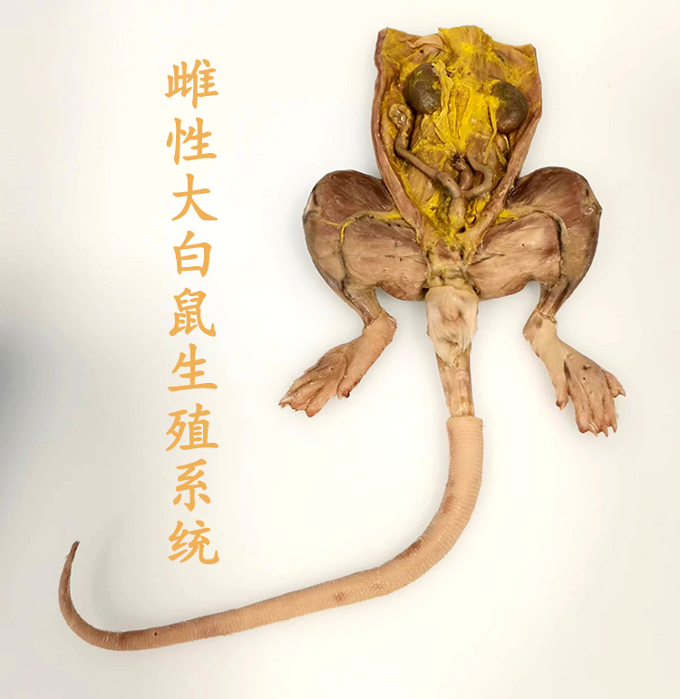 真实大白鼠泌尿生殖原位塑化标本精致实用礼物医生毕业纪念教学用