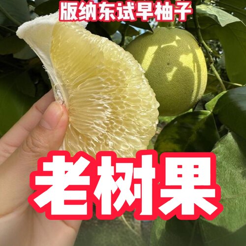 版纳傣柚无虾线新鲜采摘爆汁丑柚