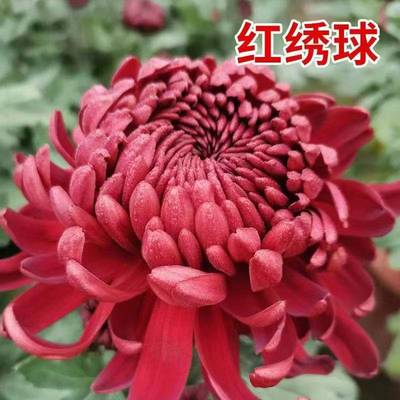 现货速发适合冬天养的花室外植物易活耐晒耐寒菊花盆栽不怕冻绿植