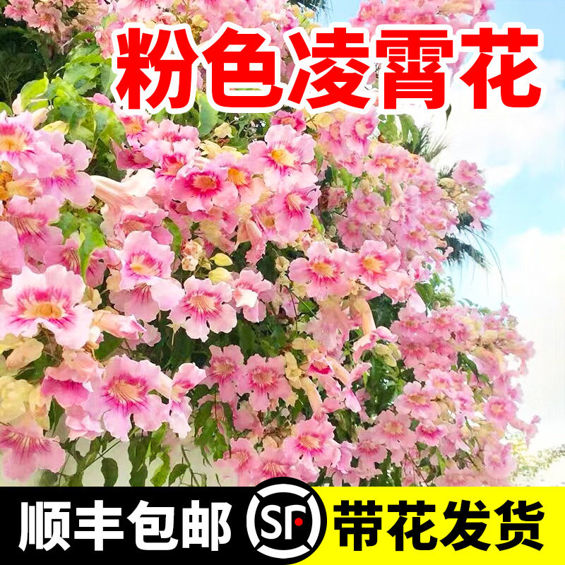 速发粉物凌霄花大寒爬藤耐苗四季开花卉庭院爬墙植色盆栽