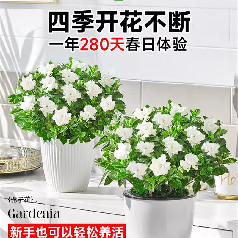 速发【花雅直播专拍】栀子物盆栽四季开花卉植临带花苞老桩苗子