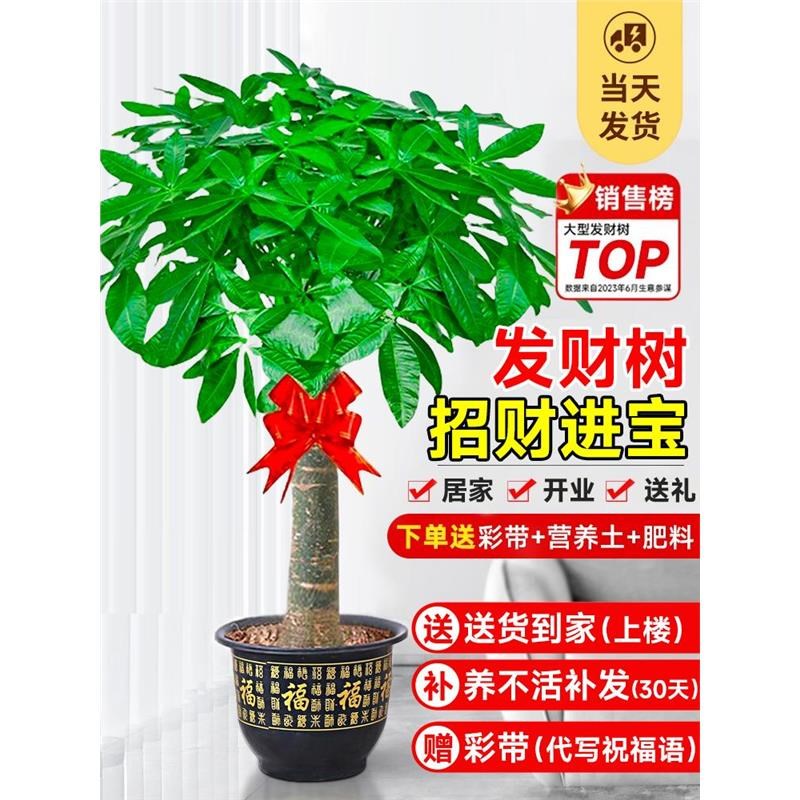 速发发财树盆栽室内大型迁植物绿财树大棵摆件客厅办公室乔招开业