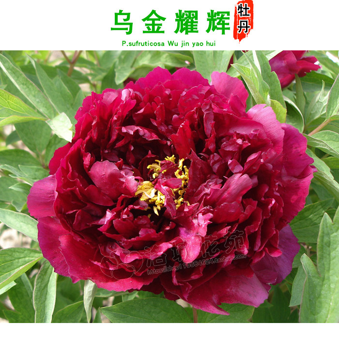 【企业店铺】正宗洛阳牡丹【乌金耀辉】品种大花苗开花卉重瓣盆栽