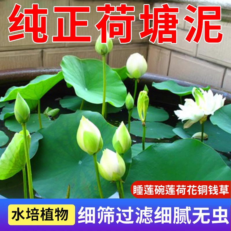 速发荷塘泥碗莲睡莲土钱草铜水生植物河淤泥营养荷荷塘泥淤泥土花