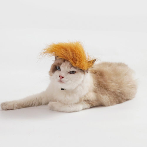 宠物假发猫咪狗狗头饰头套Trump黄色假发帽子搞怪发套搞笑变身装