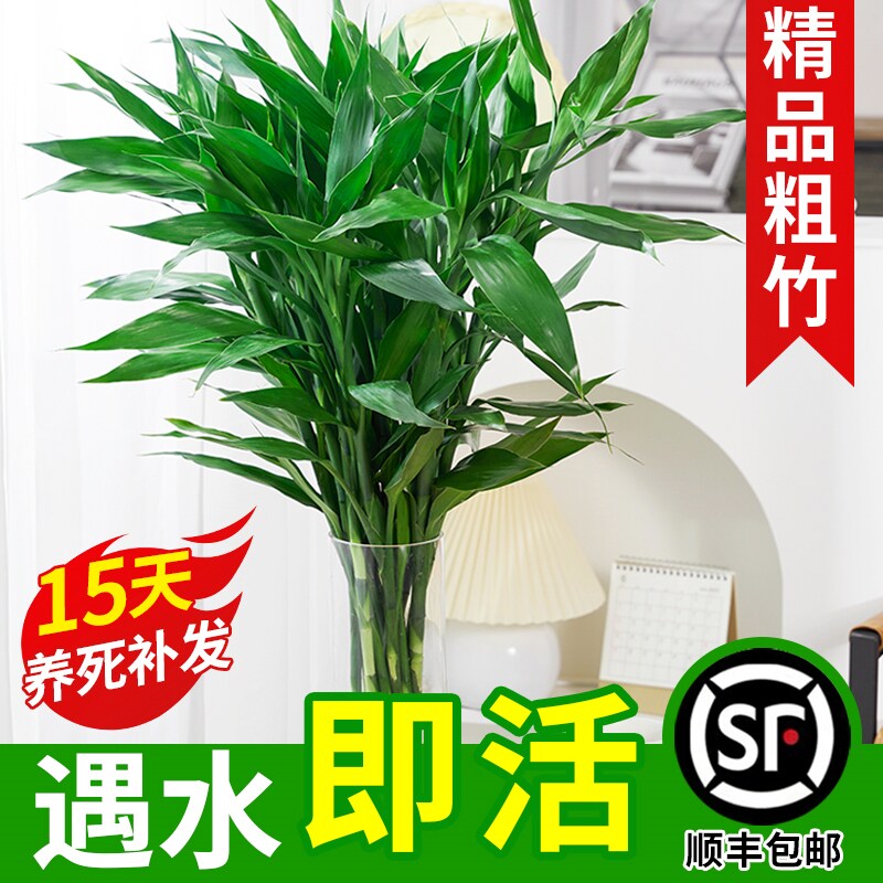 速发富贵竹花培植物水养粗杆发财树带根绿植客运竹子水卉盆栽室内