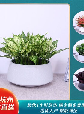 速发美叶竹芋如意翡翠观丽植净组合盆栽室内办公桌美观物化空气绿