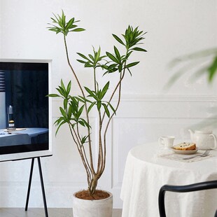 速发植物私生活 造型地合竹 室内客厅大型落百耐阴绿化空气净植