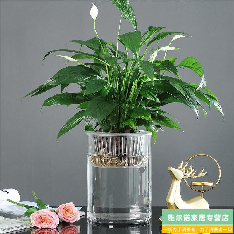 速发水培植物玻璃瓶子透明直筒圆柱形花瓶简约绿萝花盆白掌水养缸