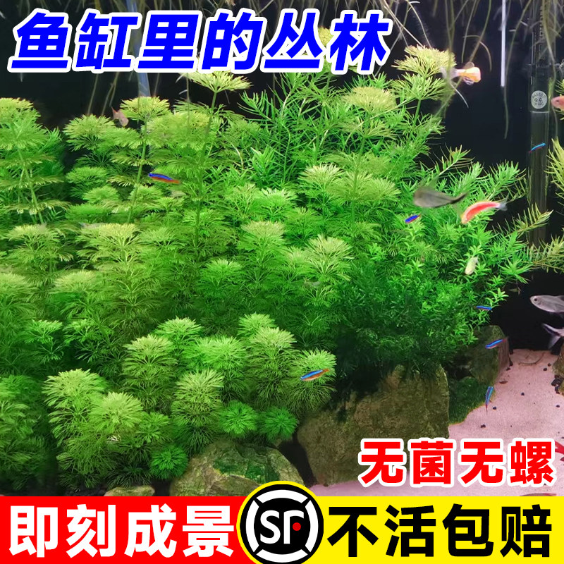 速发阴宝养水草坨草鱼缸造景水培植物和鱼共塔免打理小性古法养鱼