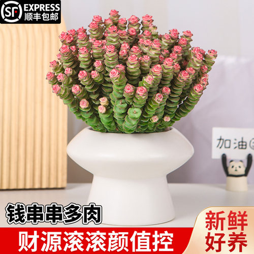 速发钱串子叶物多公盆栽办肉室桌面好养观植花卉多头老桩四季好养