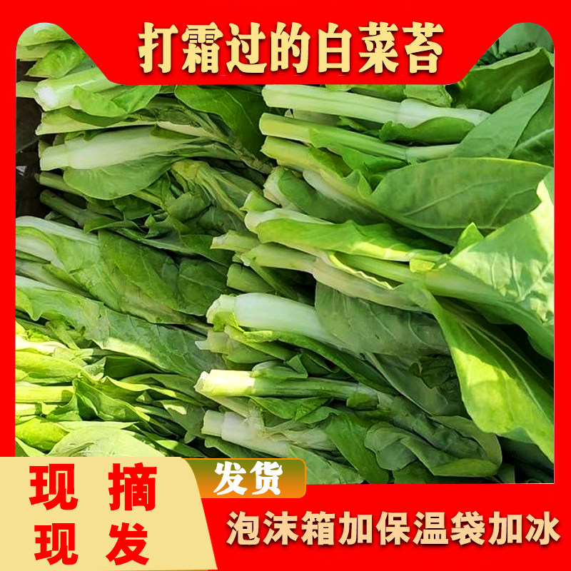 正宗南县打霜过的白菜苔清甜矮脚菜苔农家现摘现发当季蔬菜白菜心
